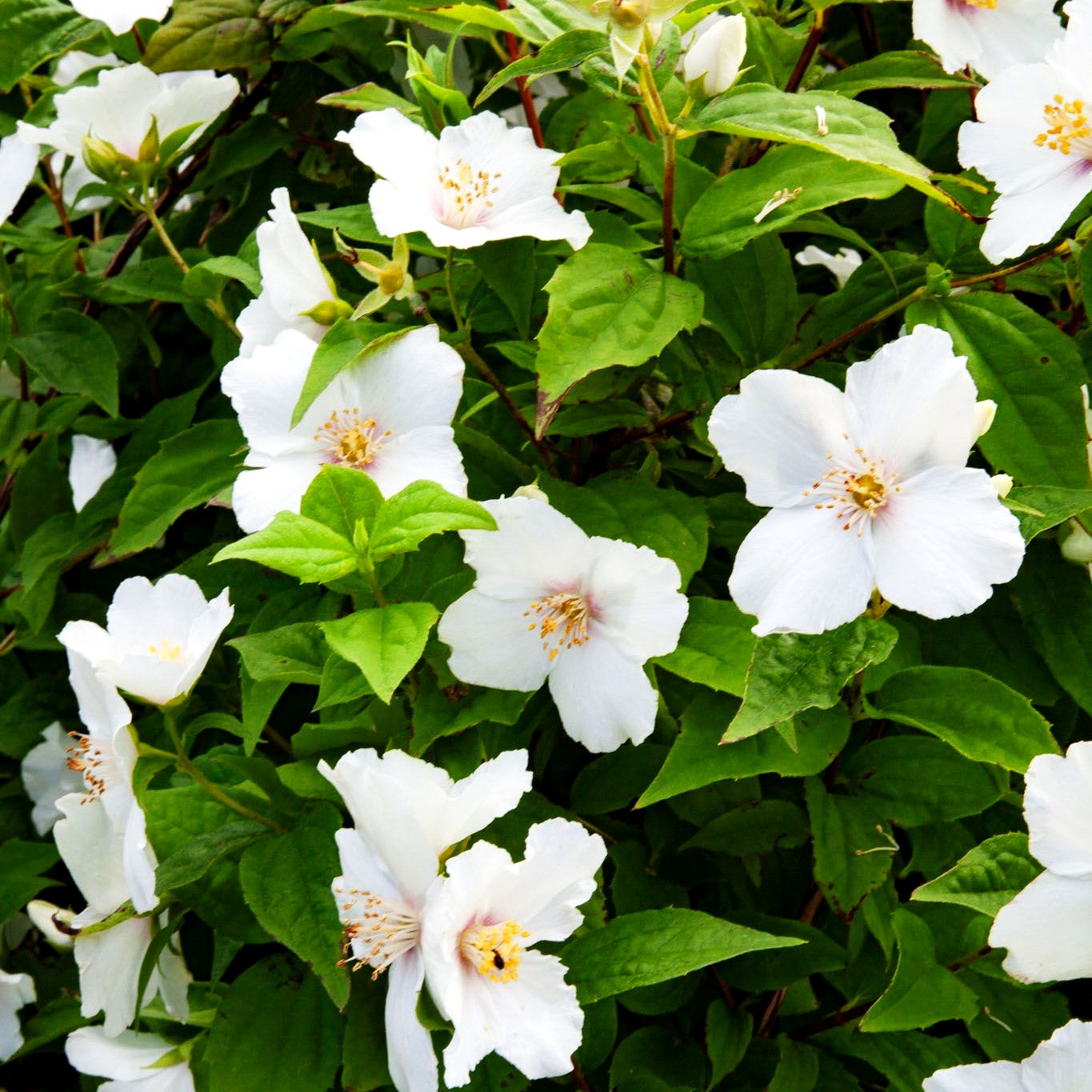 Pfeifenstrauch, Falscher Jasmin 'Belle Etoile' (Philadelphus Purpureo-Mac.)