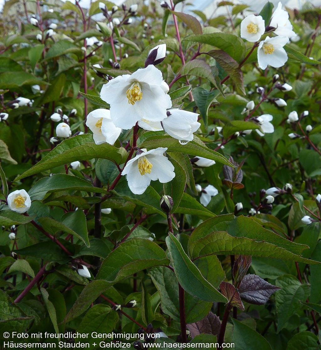 Pfeifenstrauch, Falscher Jasmin 'Starbright' (Philadelphus x cult.)