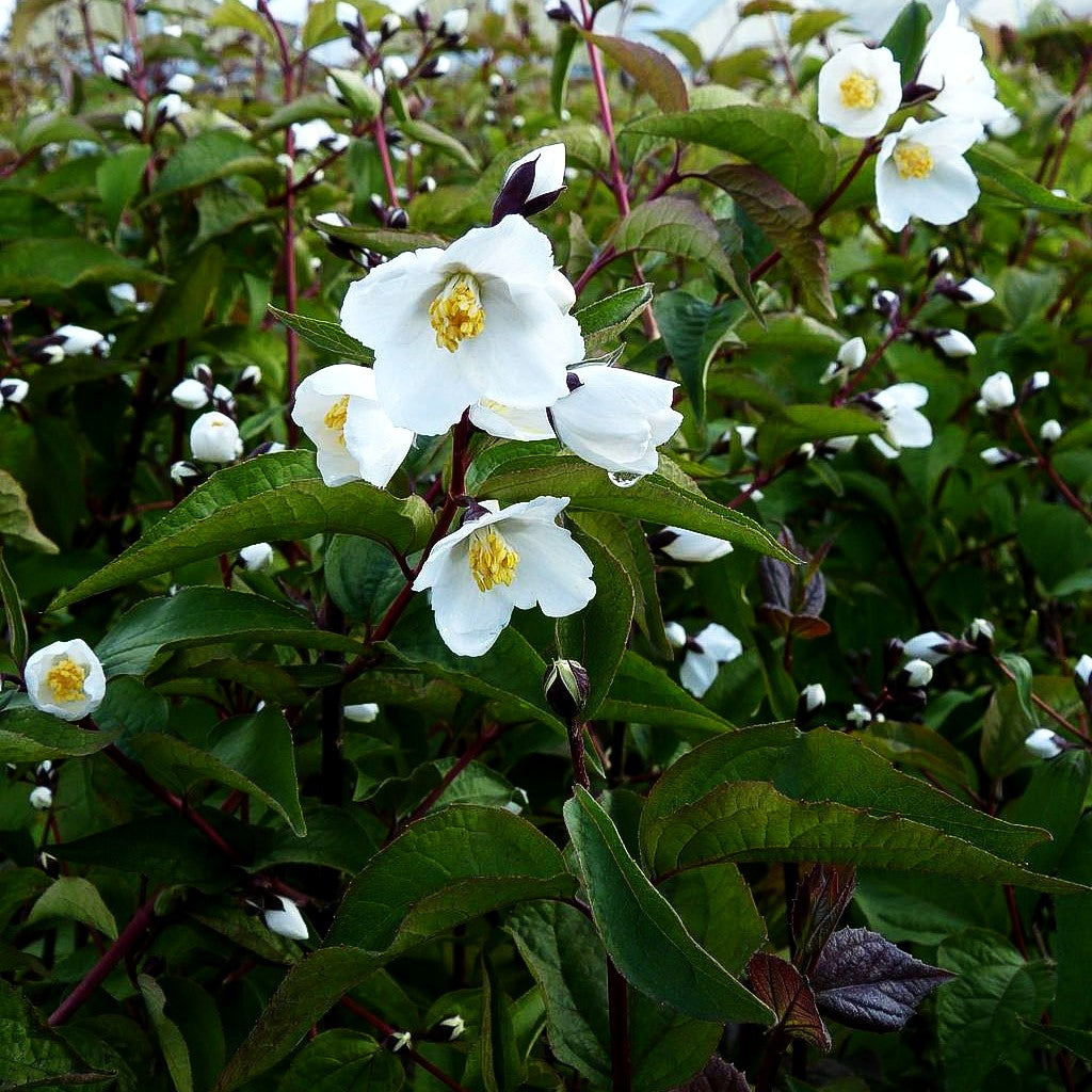 Pfeifenstrauch, Falscher Jasmin 'Starbright' (Philadelphus x cult.)