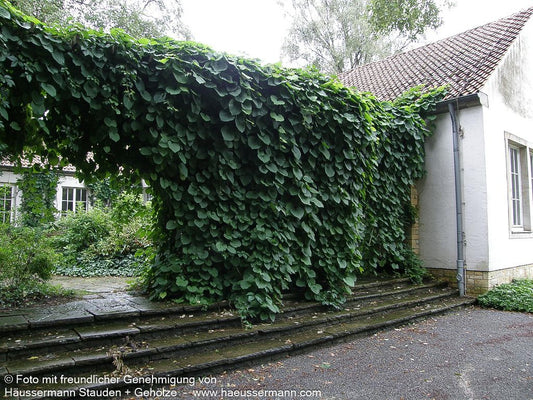Pfeifenwinde (Aristolochia macrophylla)