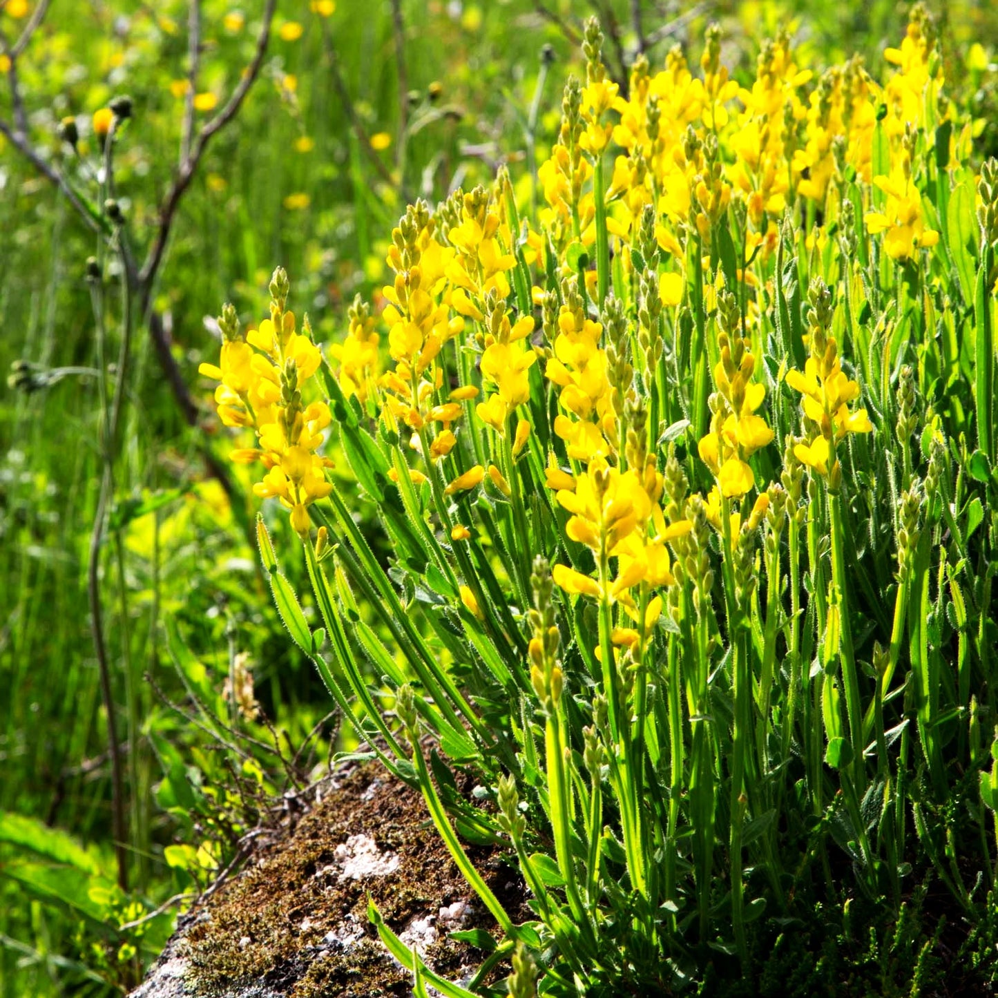 Pfeil-Ginster (Genista sagittalis)
