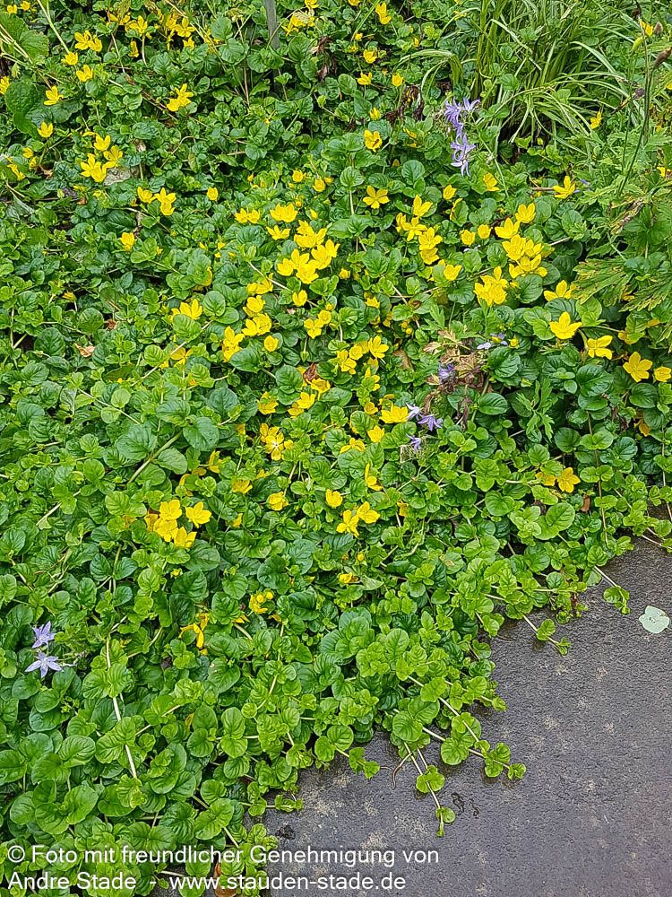 Pfennigkraut (Lysimachia nummularia)