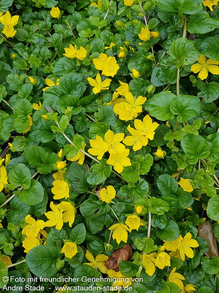Pfennigkraut (Lysimachia nummularia)