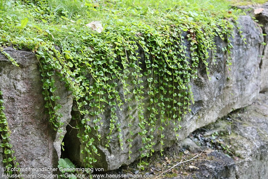 Pfennigkraut (Lysimachia nummularia)