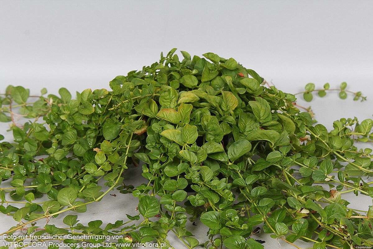 Pfennigkraut (Lysimachia nummularia)