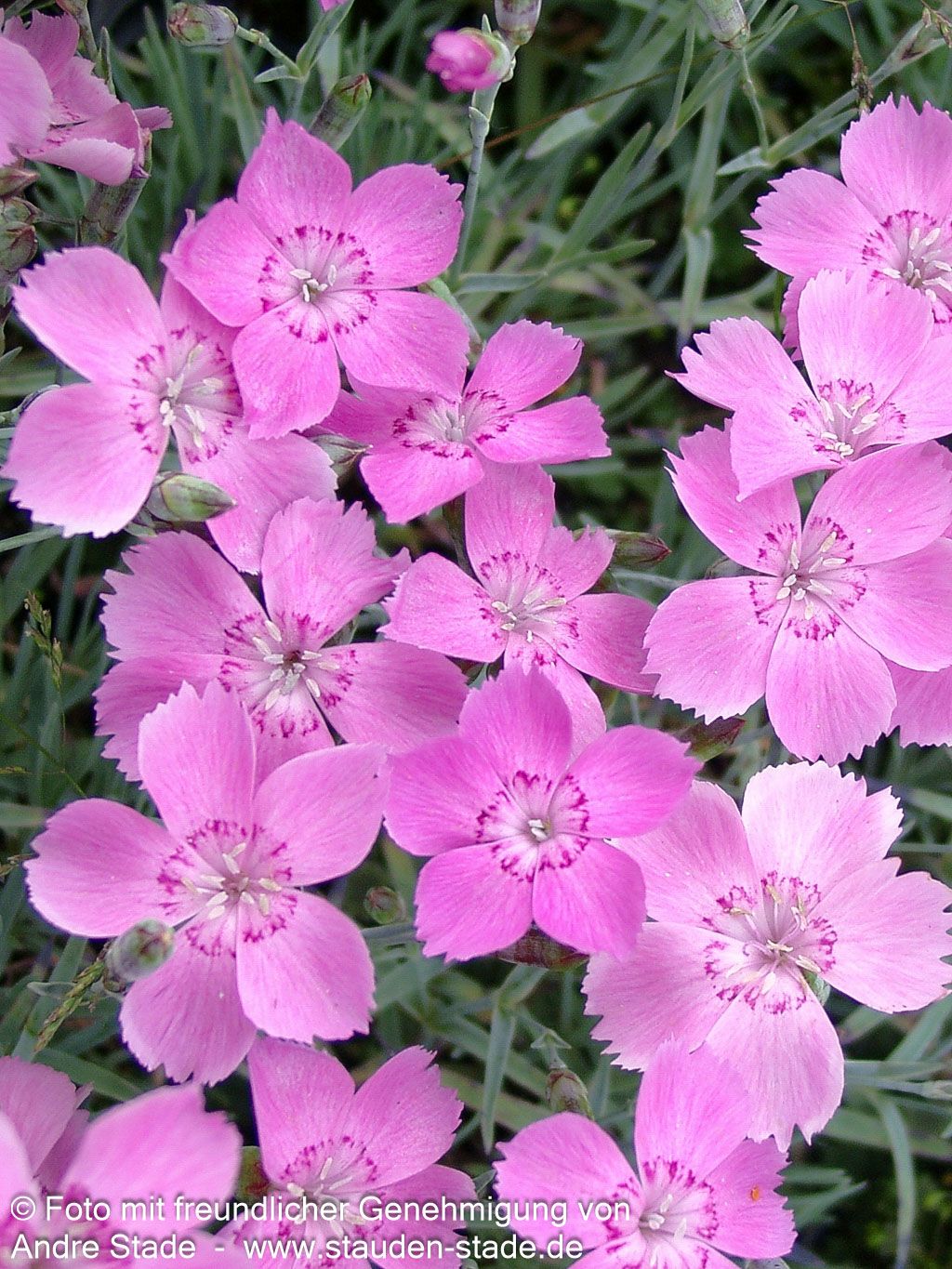 Pfingst-Nelke 'Blauigel' (Dianthus gratianop.)
