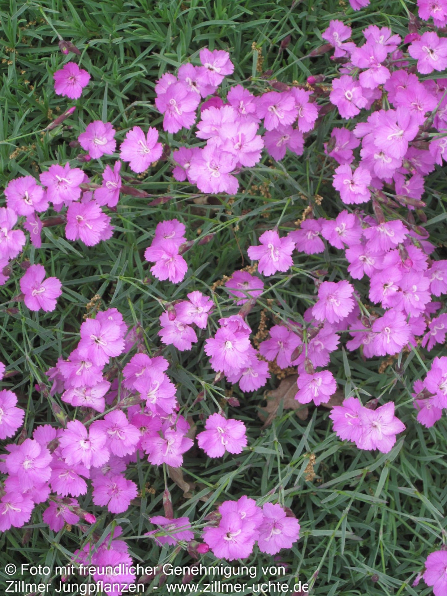 Pfingst-Nelke 'Eydangeri' (Dianthus gratianop.)