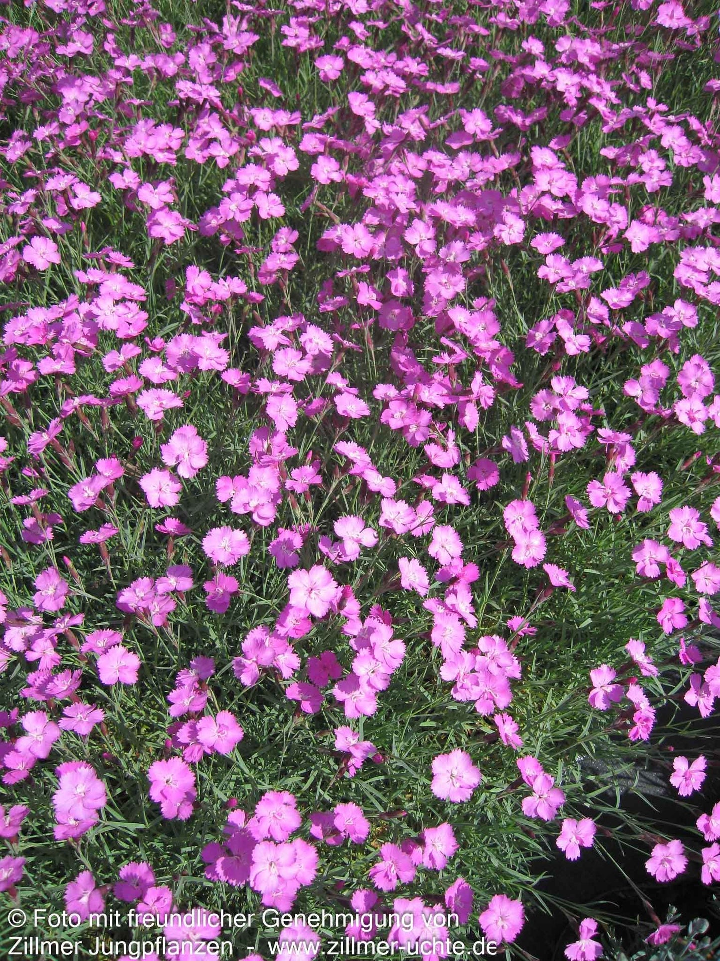 Pfingst-Nelke 'Eydangeri' (Dianthus gratianop.)