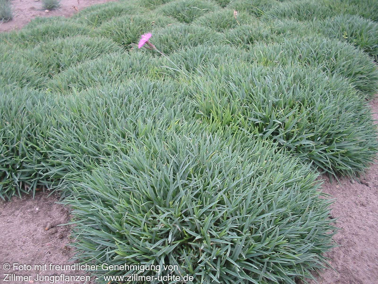 Pfingst-Nelke 'Eydangeri' (Dianthus gratianop.)