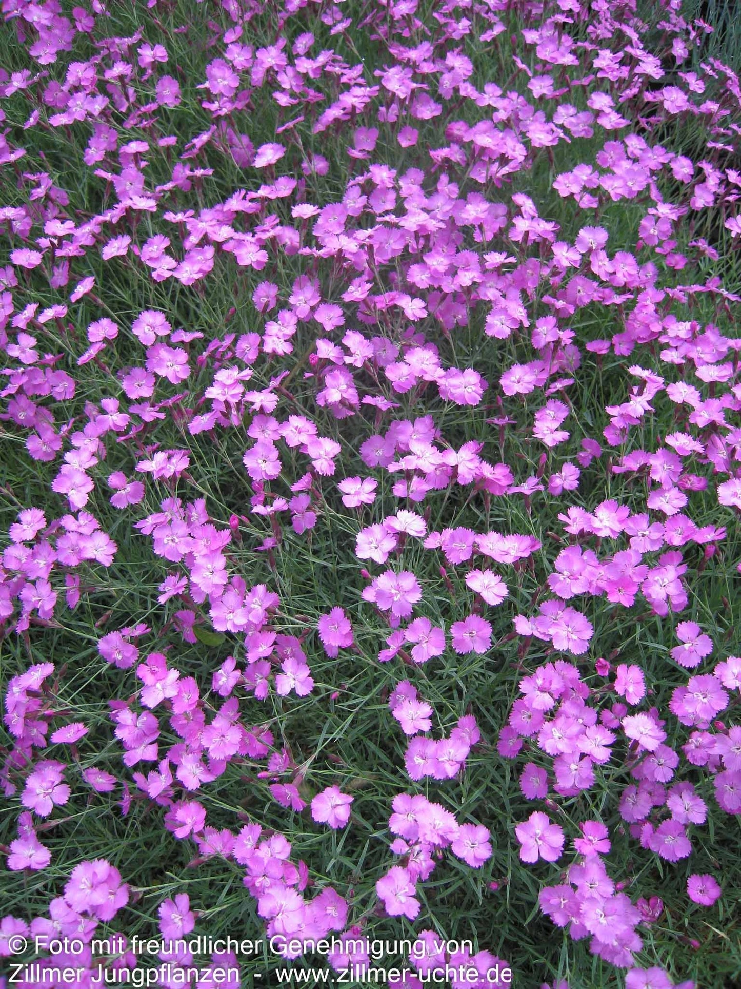 Pfingst-Nelke 'Eydangeri' (Dianthus gratianop.)