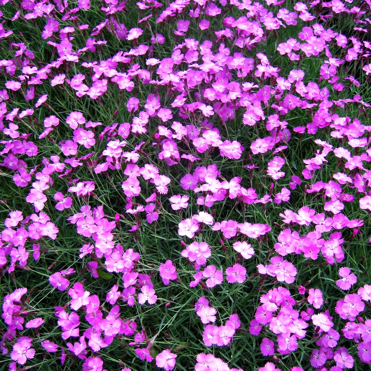 Pfingst-Nelke 'Eydangeri' (Dianthus gratianop.)