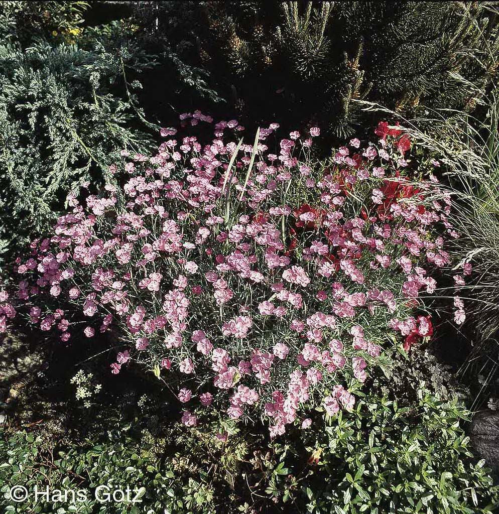Pfingst-Nelke 'Eydangeri' (Dianthus gratianop.)