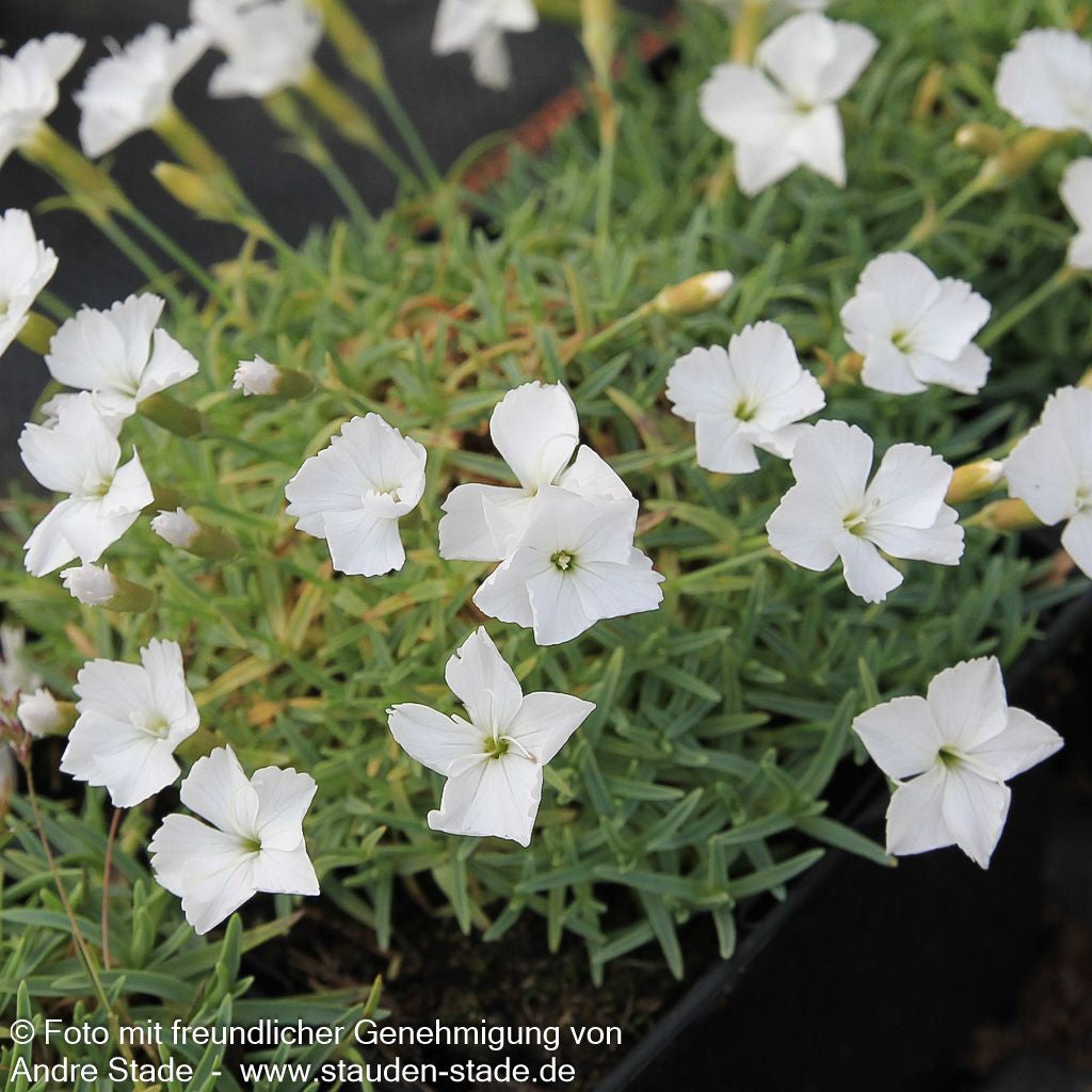 Pfingst-Nelke 'La Bourboule Blanche' (Dianthus gratianop.)