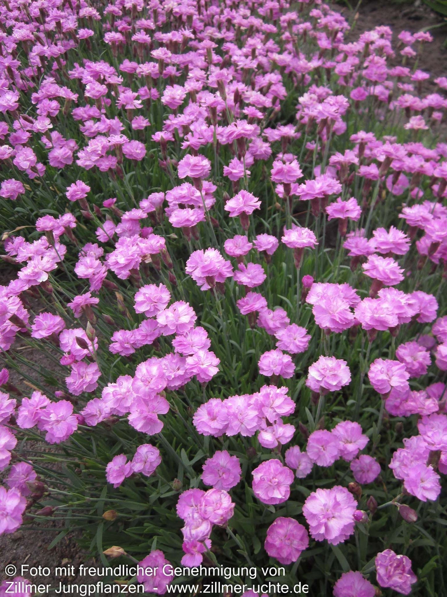 Pfingst-Nelke 'Pink Jewel' (Dianthus gratianop.)