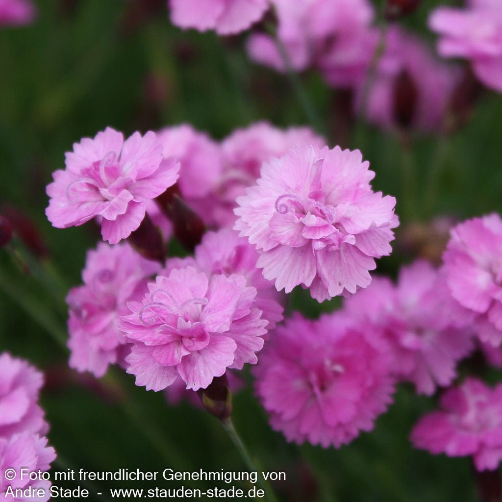 Pfingst-Nelke 'Pink Jewel' (Dianthus gratianop.)