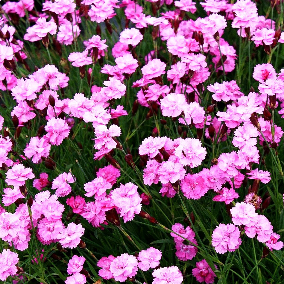 Pfingst-Nelke 'Pink Jewel' (Dianthus gratianop.)