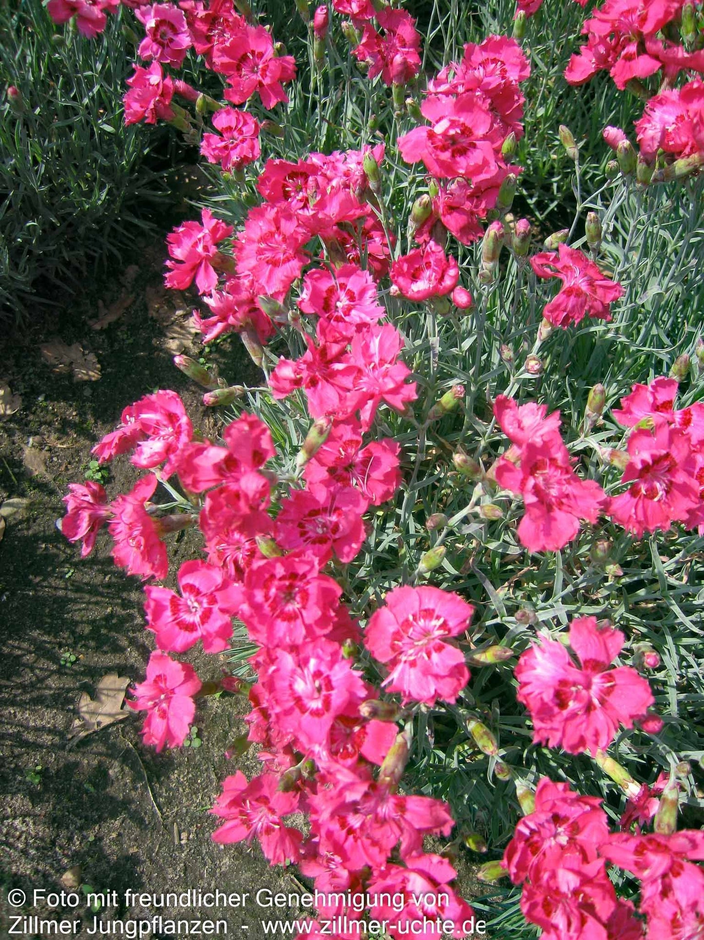 Pfingst-Nelke 'Rotkäppchen' (Dianthus gratianop.)