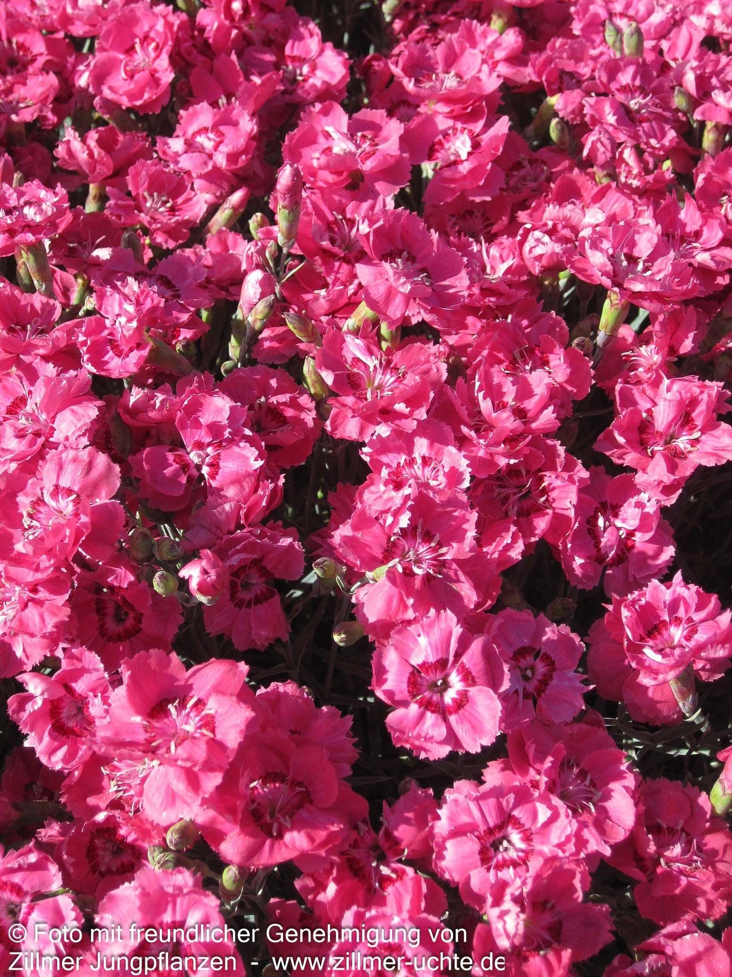 Pfingst-Nelke 'Rotkäppchen' (Dianthus gratianop.)