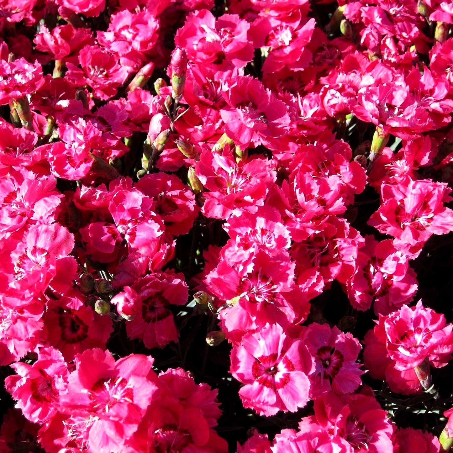 Pfingst-Nelke 'Rotkäppchen' (Dianthus gratianop.)