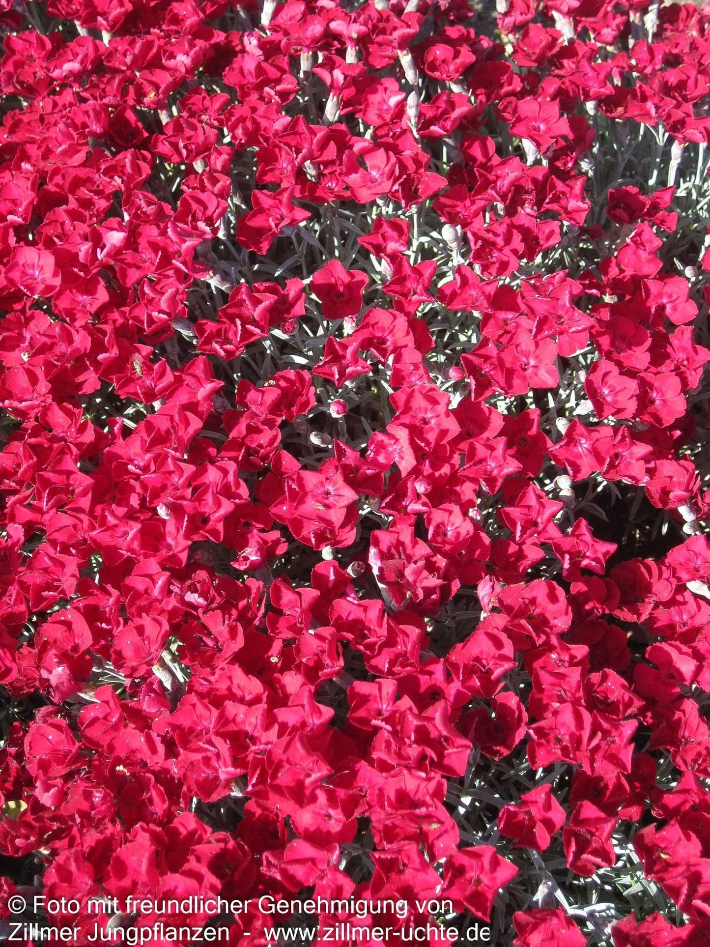 Pfingst-Nelke 'Rubin' (Dianthus gratianop.)