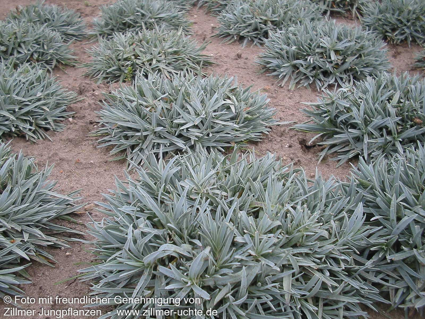 Pfingst-Nelke 'Rubin' (Dianthus gratianop.)