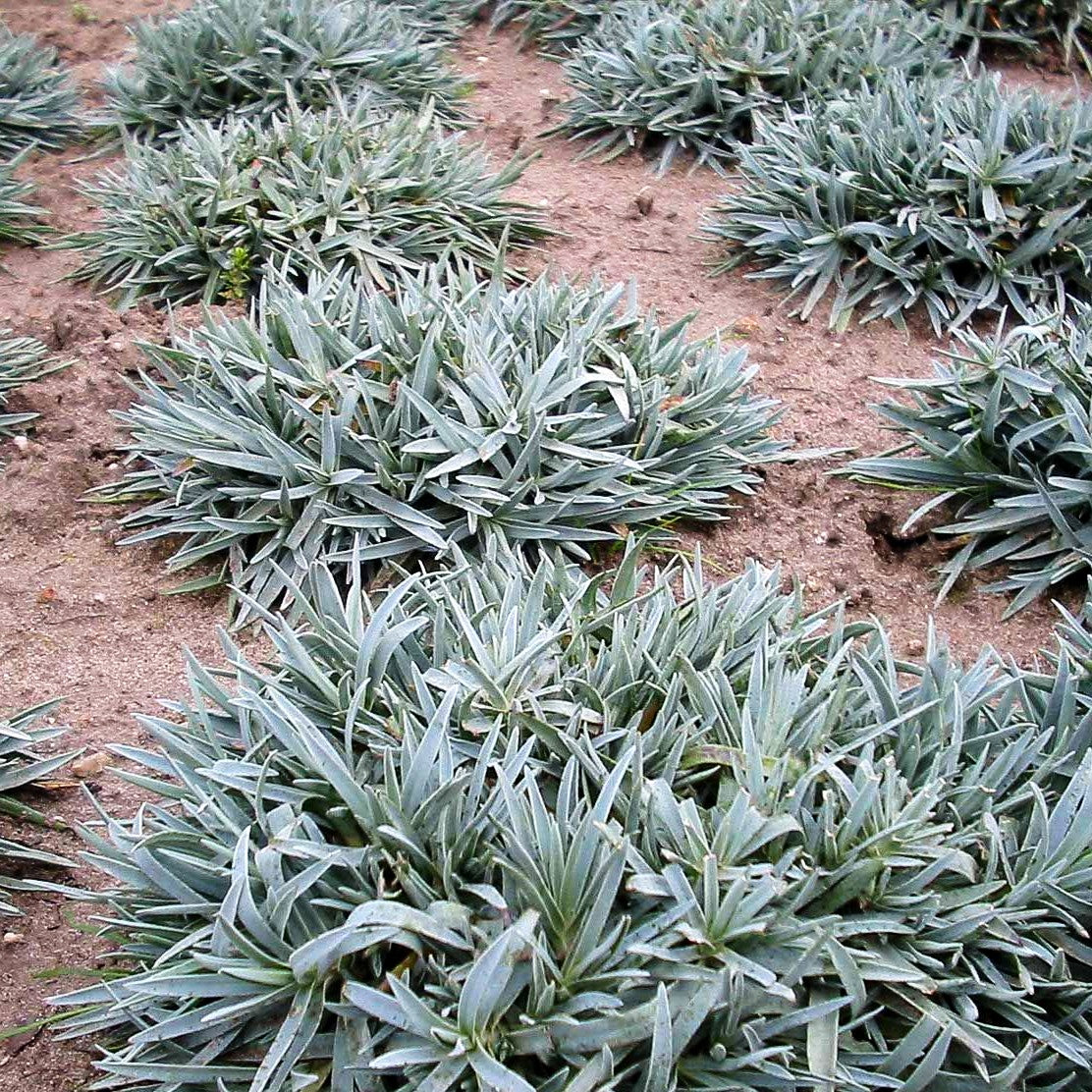 Pfingst-Nelke 'Rubin' (Dianthus gratianop.)