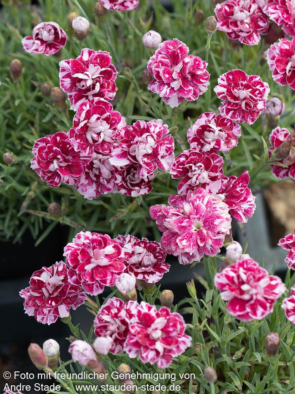 Pfingst-Nelke 'Walfried Gem' (Dianthus gratianop.)