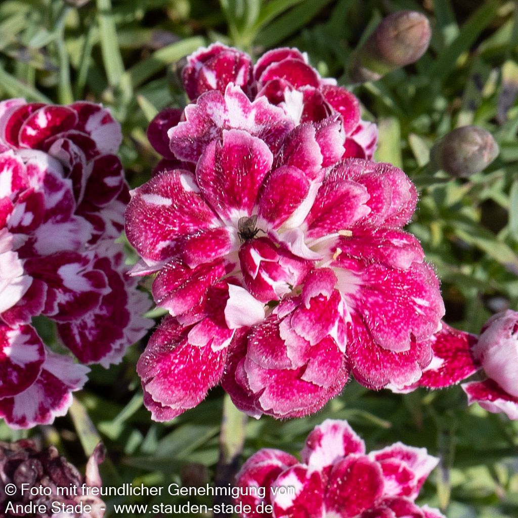 Pfingst-Nelke 'Walfried Gem' (Dianthus gratianop.)
