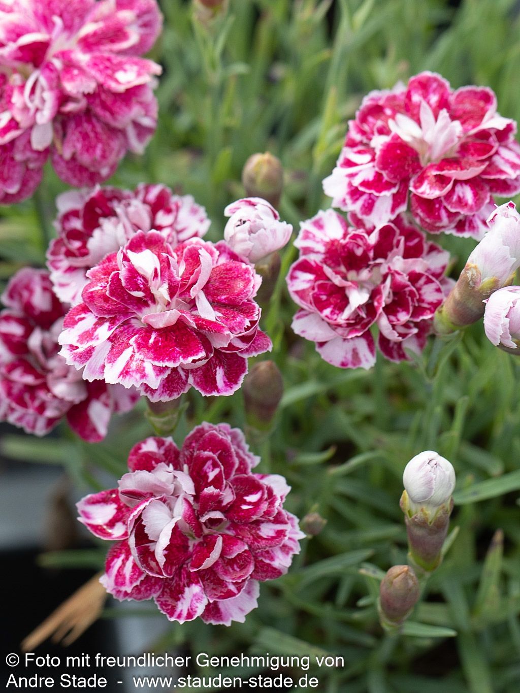 Pfingst-Nelke 'Walfried Gem' (Dianthus gratianop.)