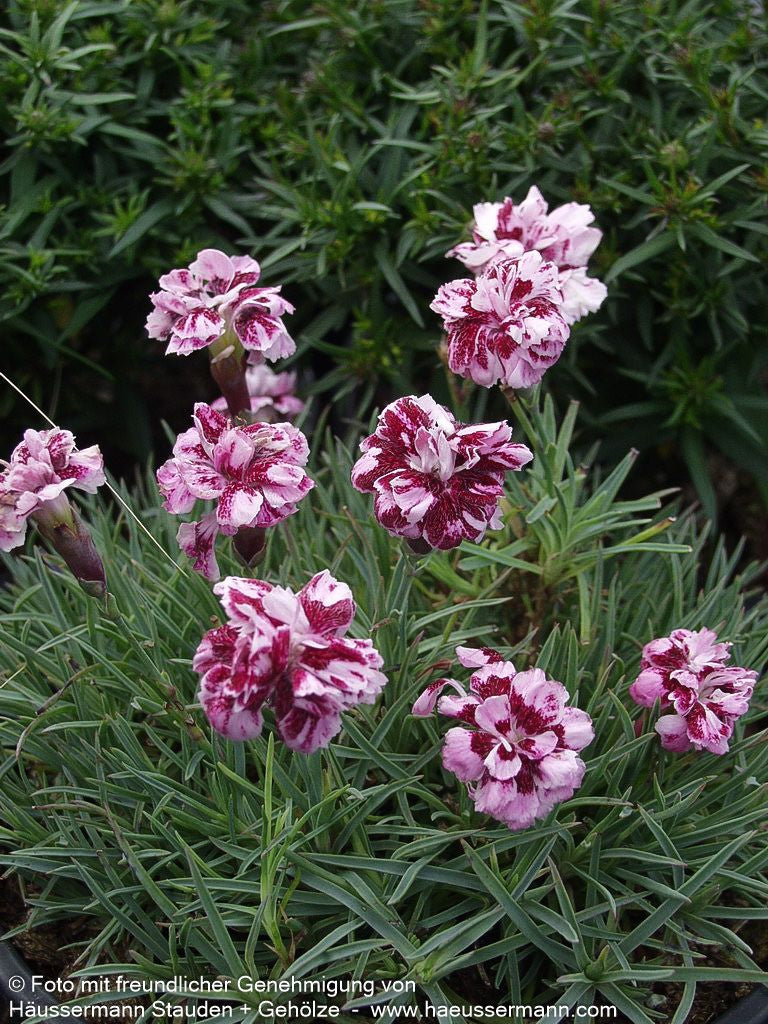 Pfingst-Nelke 'Walfried Gem' (Dianthus gratianop.)