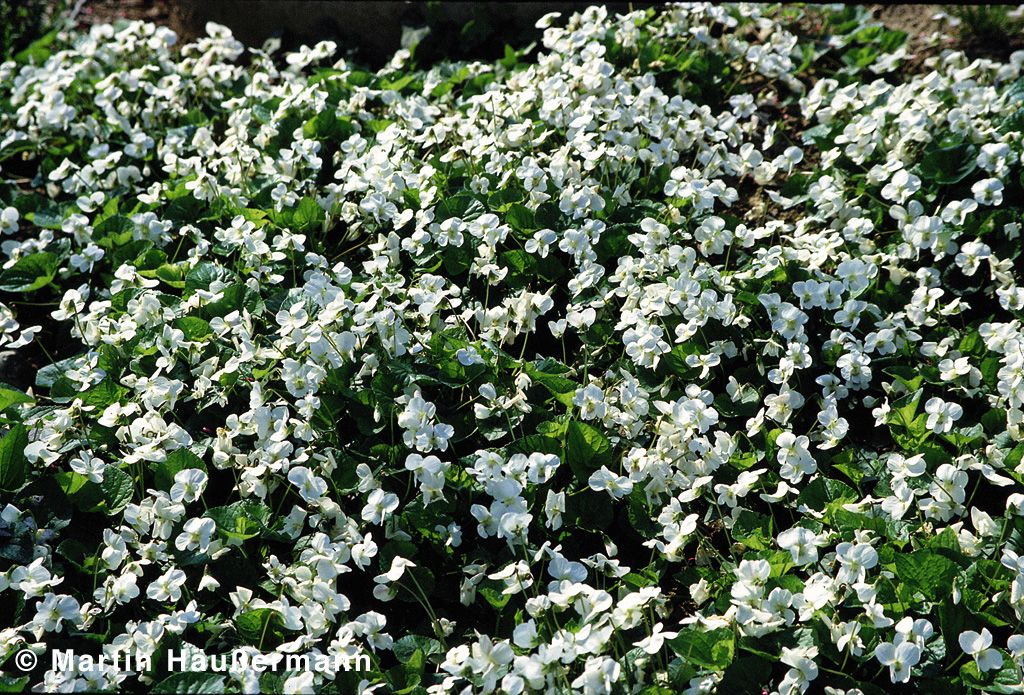 Pfingst-Veilchen 'Albiflora' (Viola sororia)