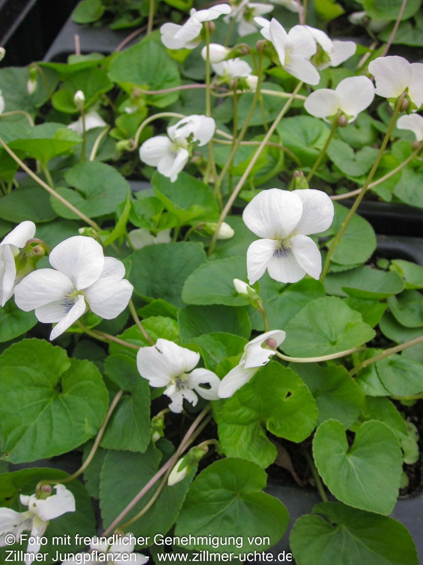 Pfingst-Veilchen 'Albiflora' (Viola sororia)