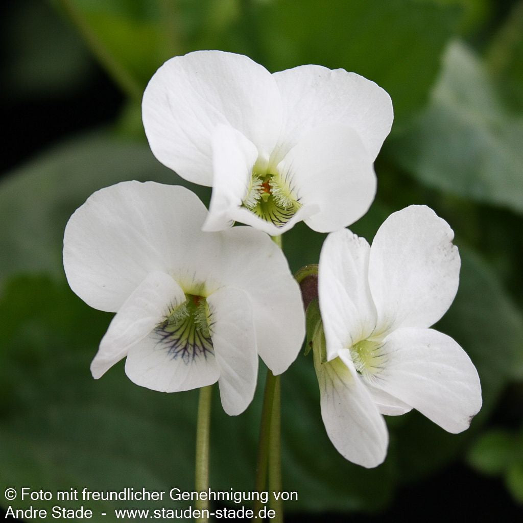 Pfingst-Veilchen 'Albiflora' (Viola sororia)