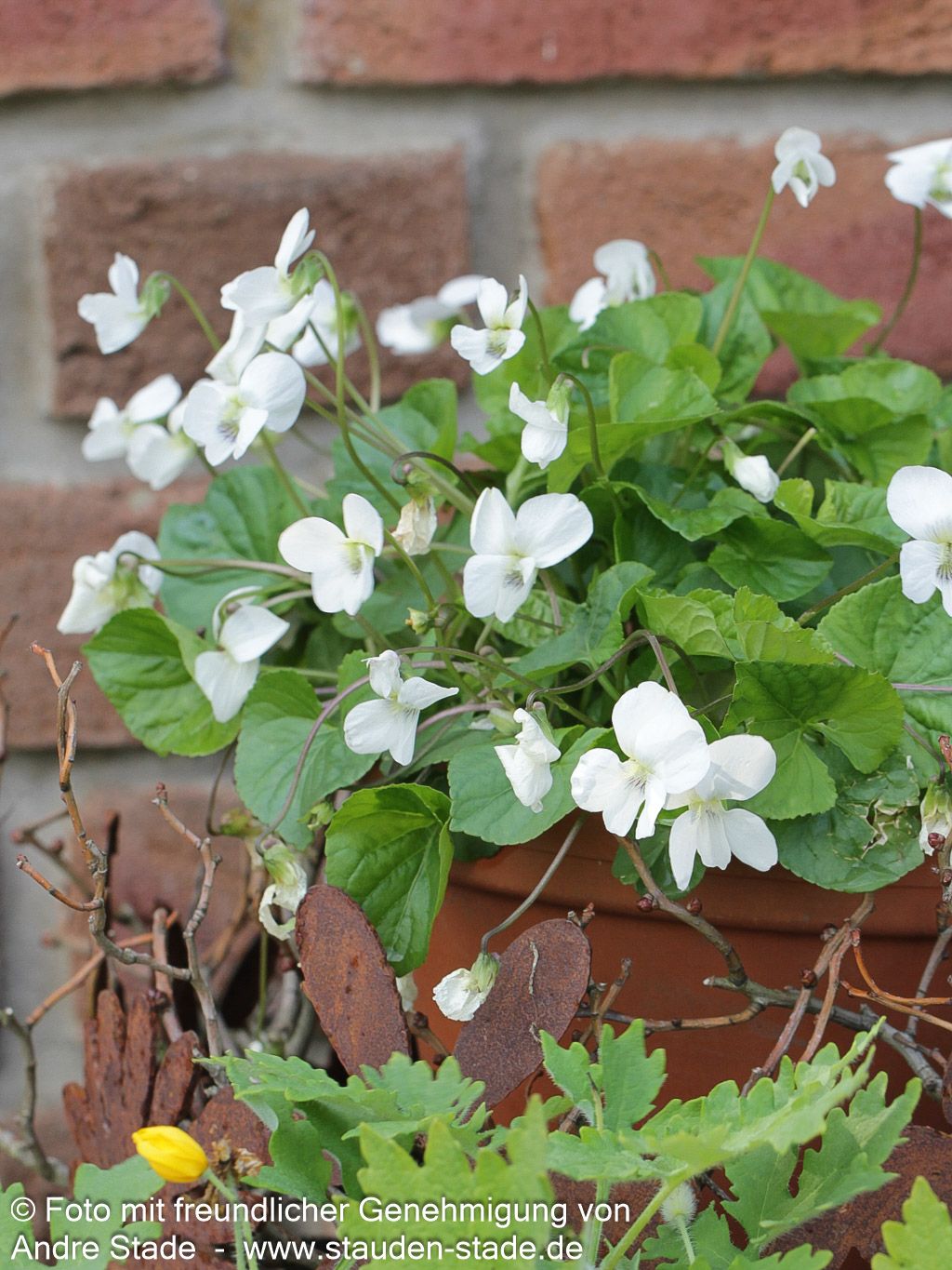 Pfingst-Veilchen 'Albiflora' (Viola sororia)