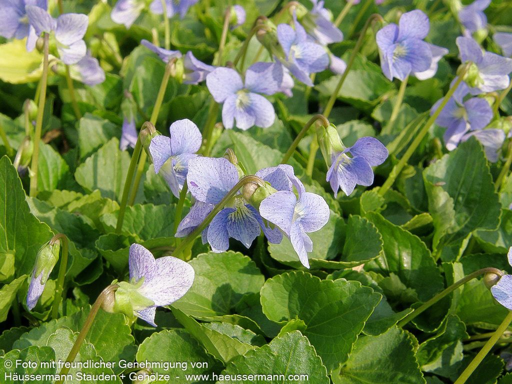 Pfingst-Veilchen 'Dark Freckles' (Viola sororia)