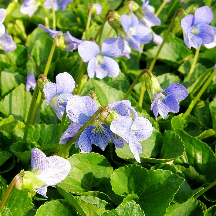Pfingst-Veilchen 'Dark Freckles' (Viola sororia)
