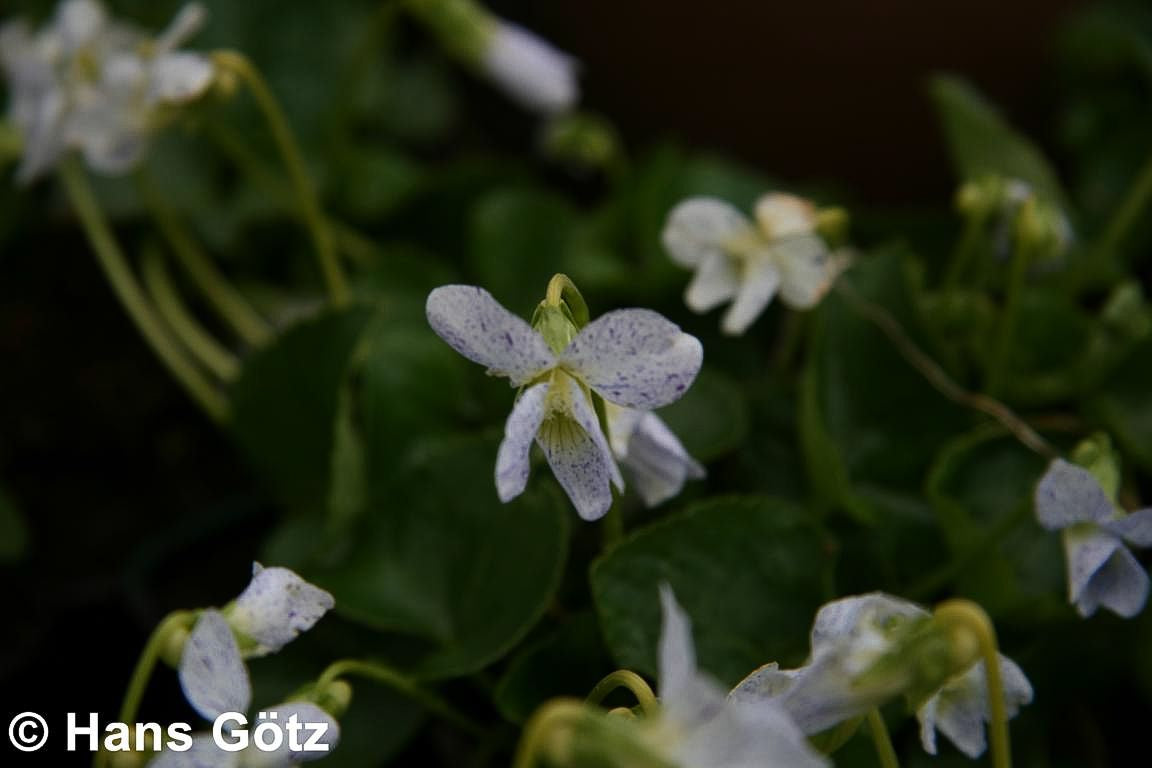 Pfingst-Veilchen 'Freckles' (Viola sororia)
