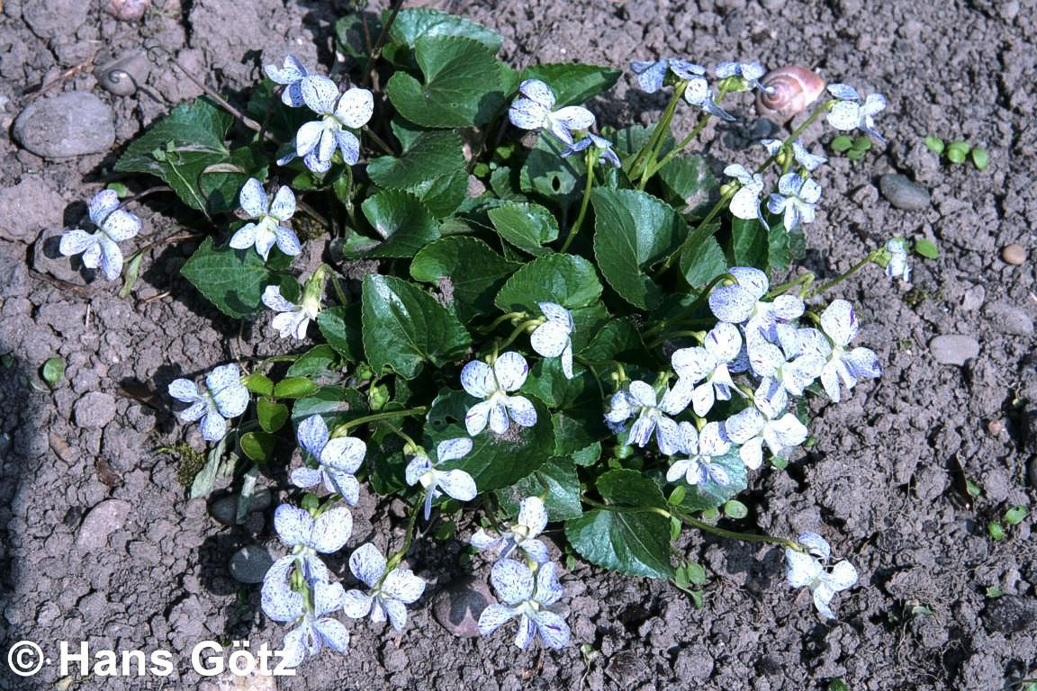 Pfingst-Veilchen 'Freckles' (Viola sororia)