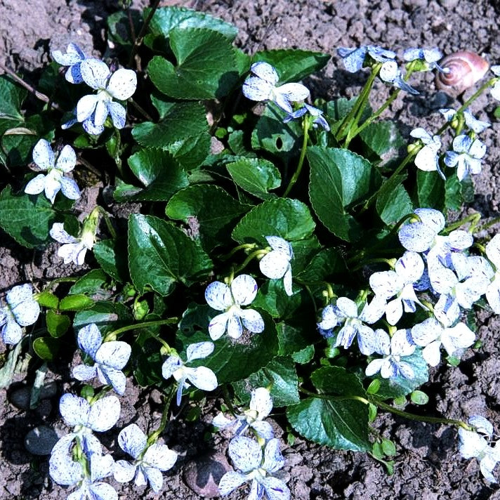 Pfingst-Veilchen 'Freckles' (Viola sororia)
