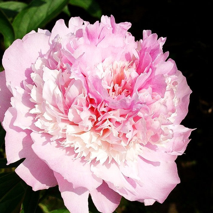 Pfingstrose 'Angel Cheeks' (Paeonia lactiflora)