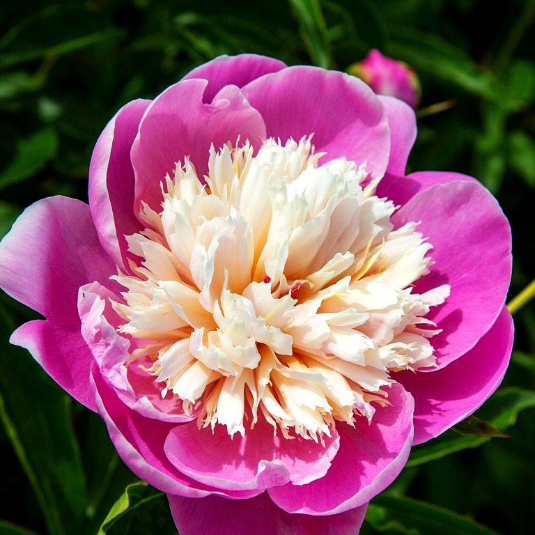 Pfingstrose 'Bowl of Beauty' (Paeonia lactiflora)