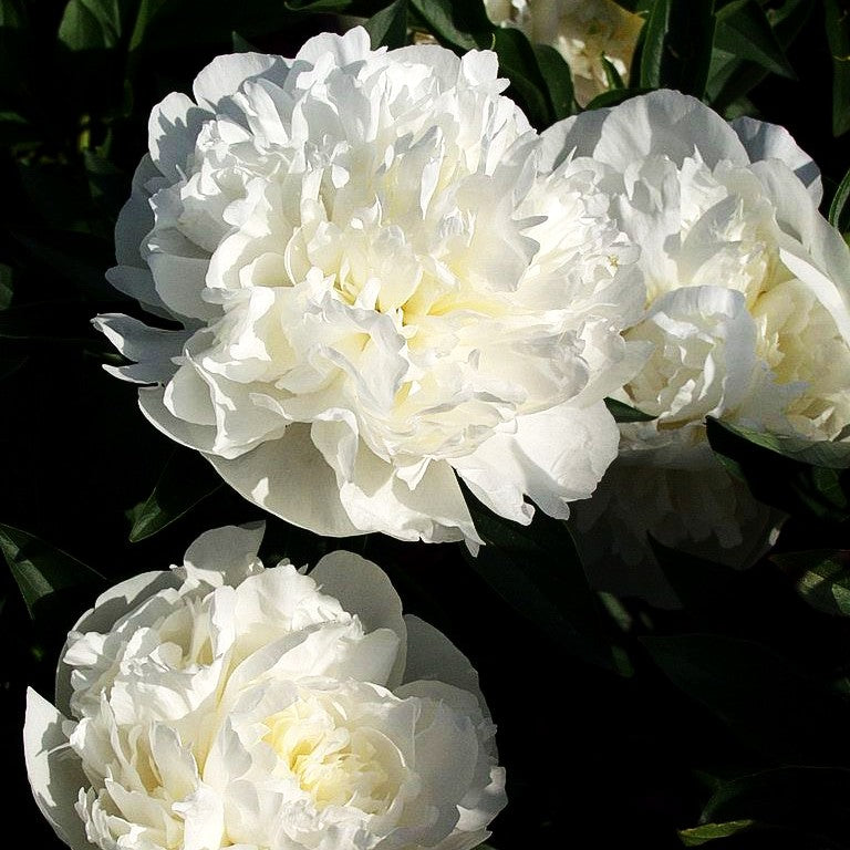 Pfingstrose 'Duchesse de Nemours' (Paeonia lactiflora)
