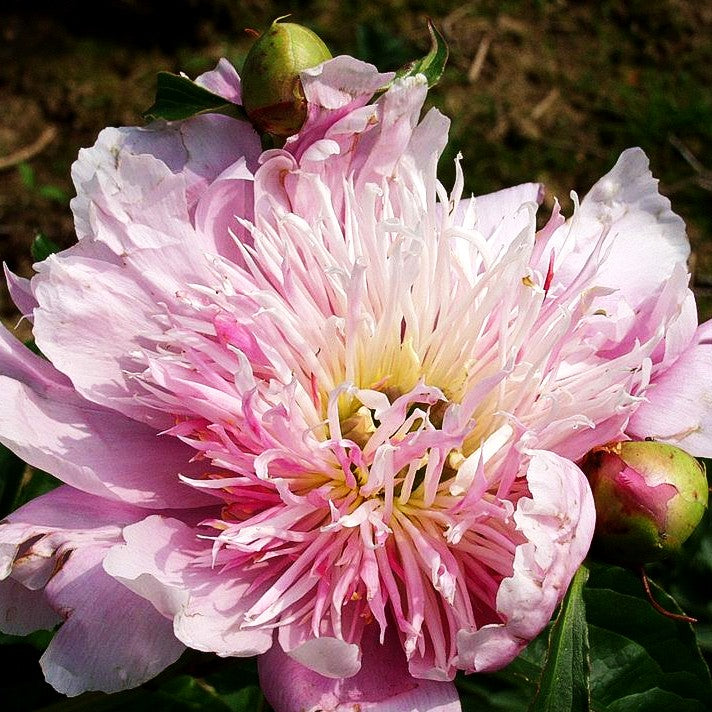 Pfingstrose 'Fancy Nancy' (Paeonia lactiflora)