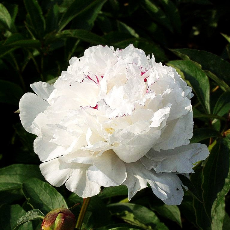 Pfingstrose 'Festiva Maxima' (Paeonia lactiflora)
