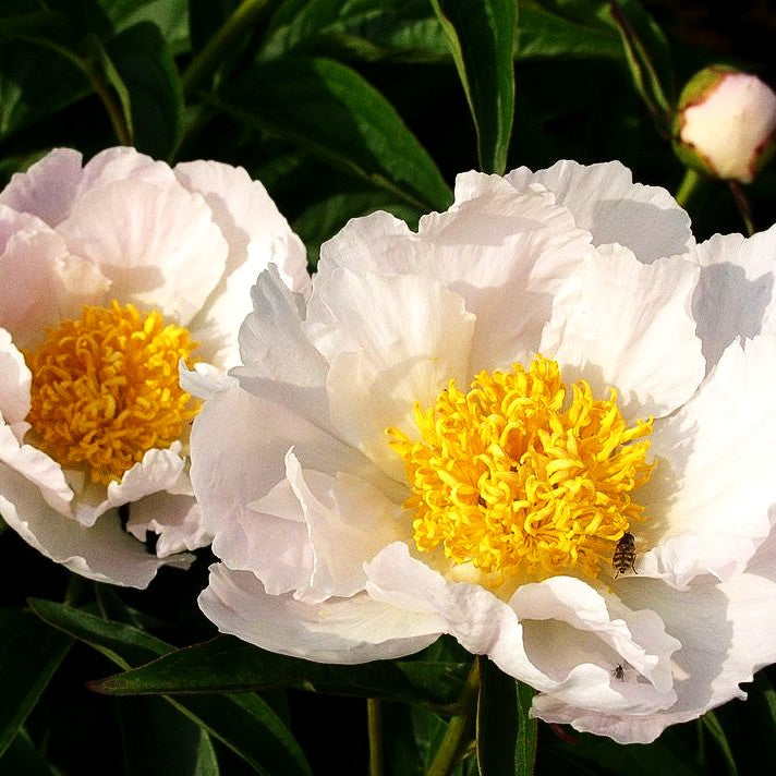 Pfingstrose 'Krinkled White' (Paeonia lactiflora)