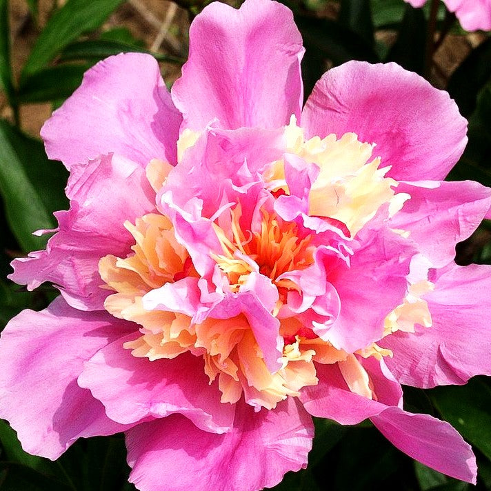 Pfingstrose 'Marie Stuart' (Paeonia lactiflora)