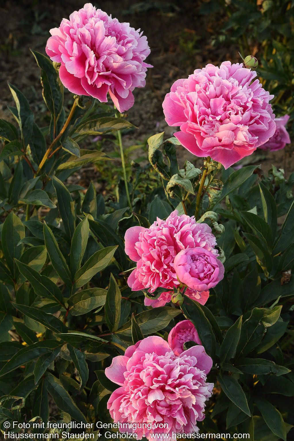 Pfingstrose 'Mons Jules Elie' (Paeonia lactiflora)
