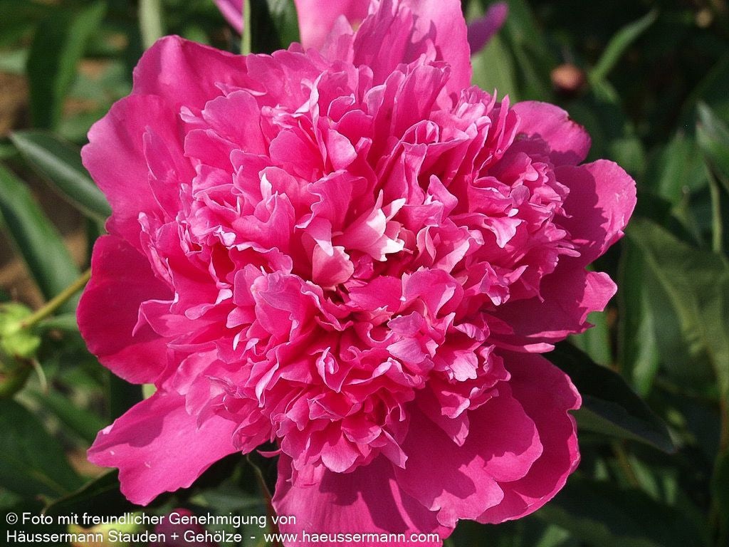 Pfingstrose 'Mons Jules Elie' (Paeonia lactiflora)