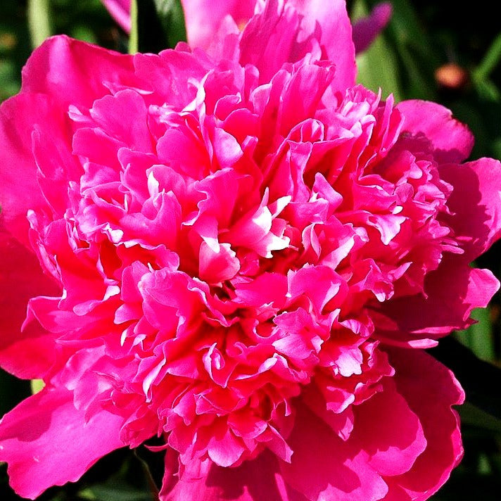 Pfingstrose 'Mons Jules Elie' (Paeonia lactiflora)