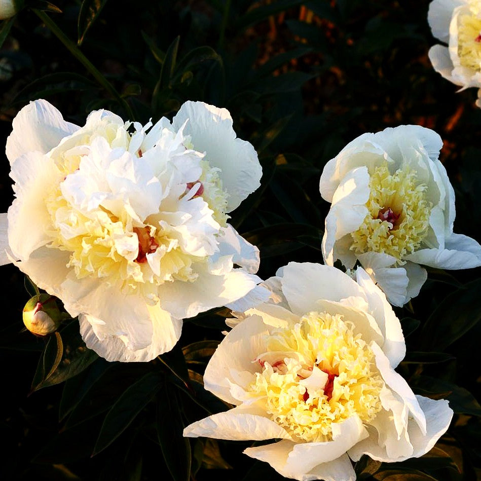 Pfingstrose 'Peach Fluff' (Paeonia lactiflora)